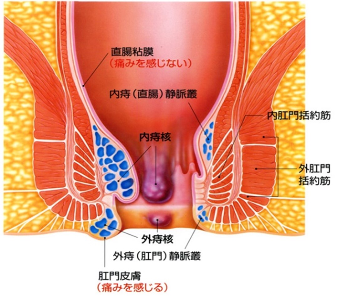 消化器外科手術のための解剖学 : 小腸・大腸,肛門部疾患,肝臓・胆嚢 