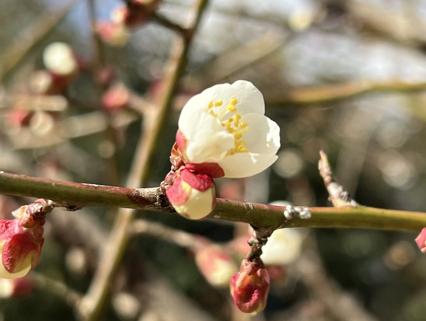 梅の花が咲き始めました。 Plum blossoms have begun to bloom.