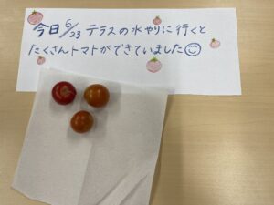 ミニトマト